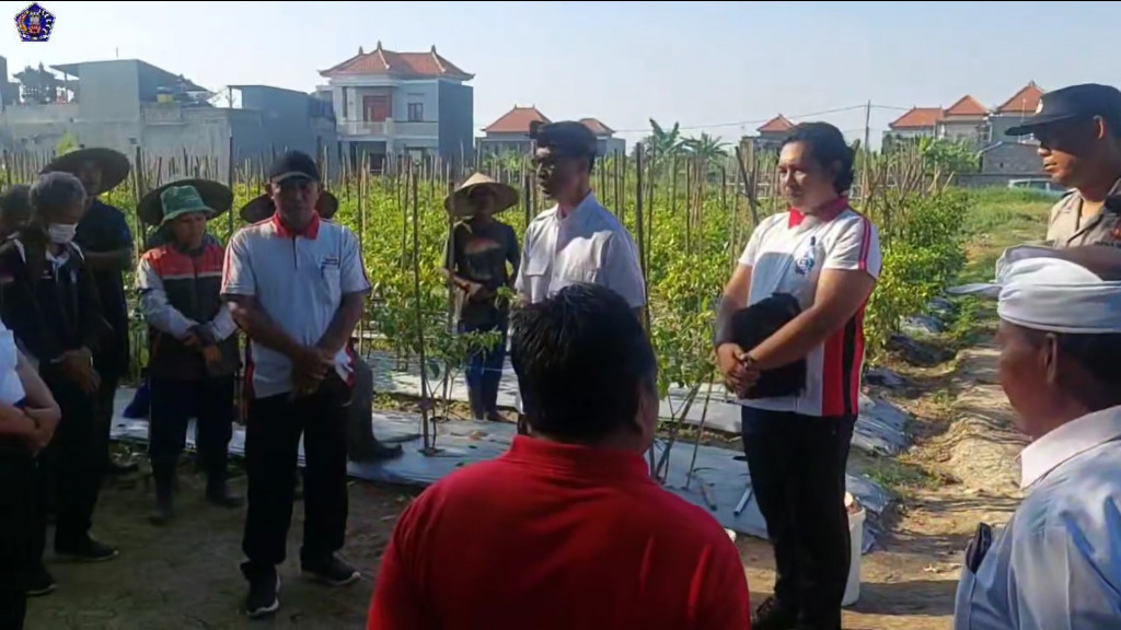 PEMDES DARMASABA PANEN CABAI DAN LELE
